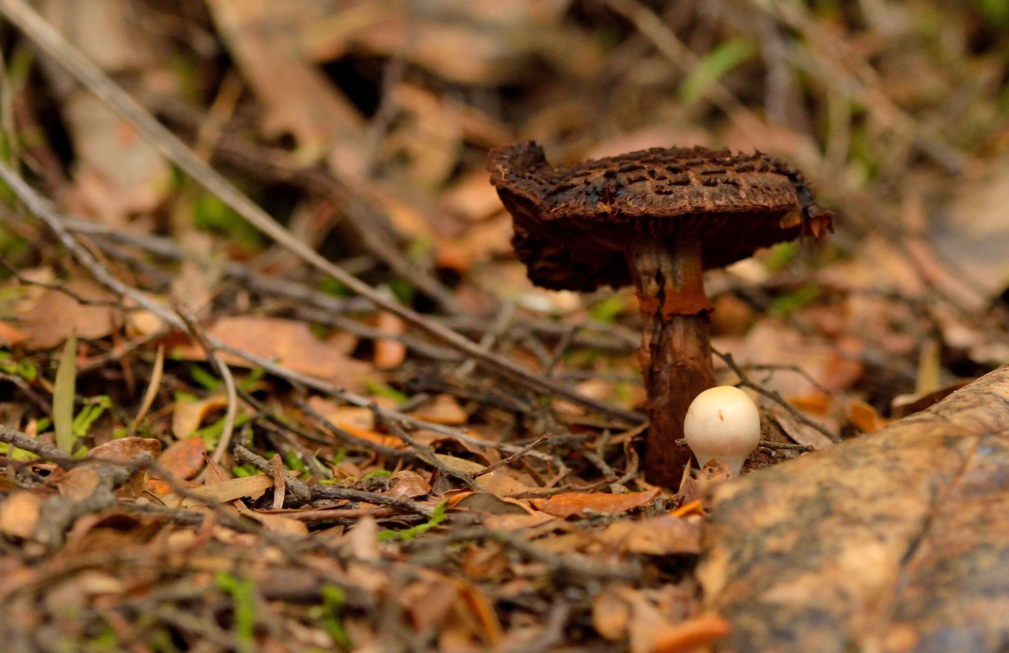 Image of Cortinarius ursus Soop 2001