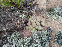 Image of Conophytum obcordellum subsp. rolfii (De Boer) S. A. Hammer