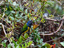 Image of Black-chested Mountain Tanager