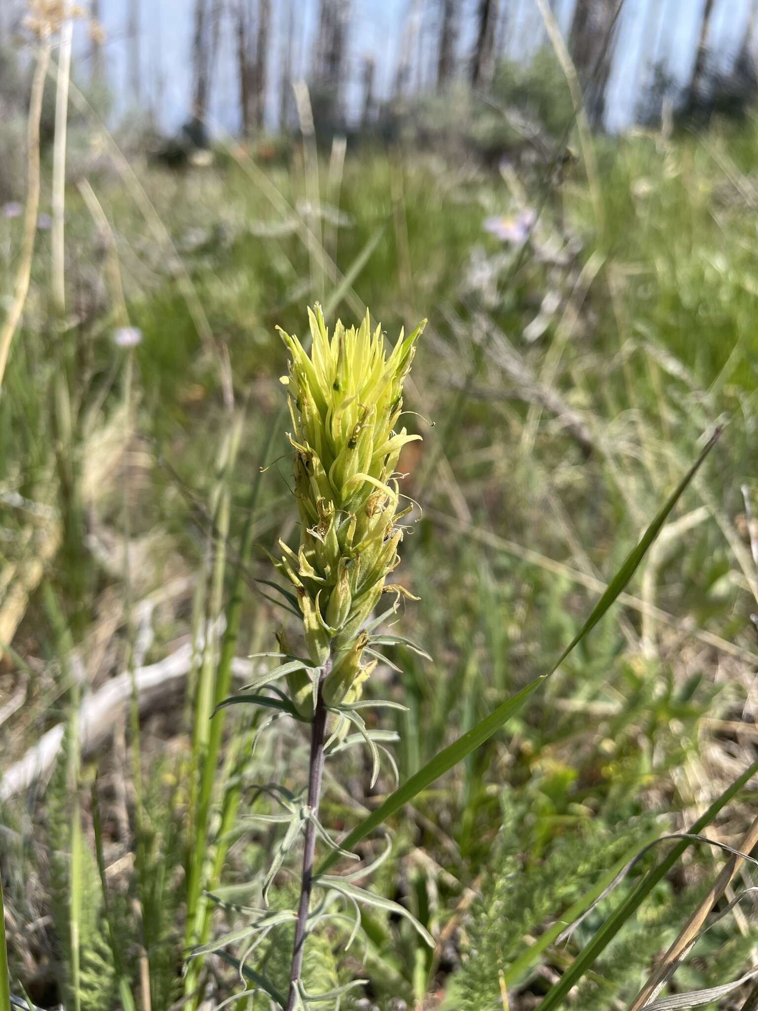 Image of deer Indian paintbrush