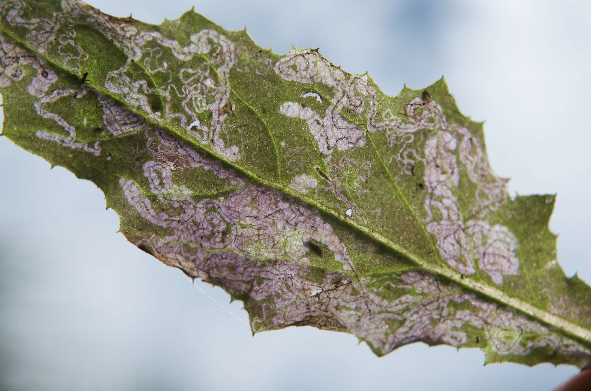 Image of Stigmella ogygia (Meyrick 1889) Dugdale 1988