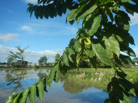 Image of ilang-ilang