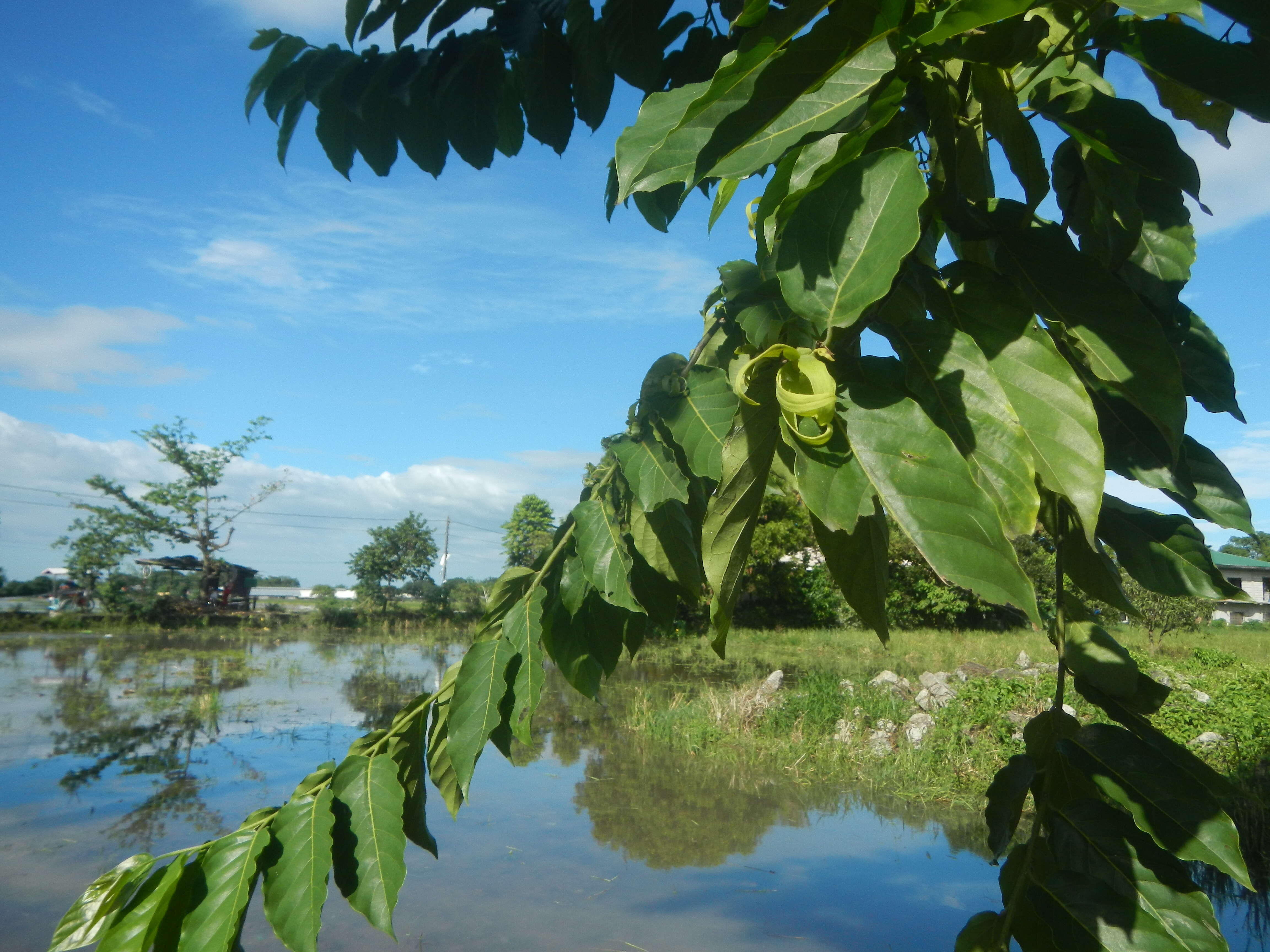 Image of ilang-ilang