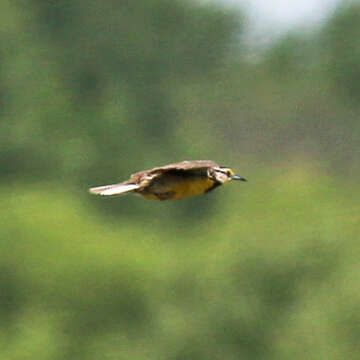 Image of Eastern Meadowlark