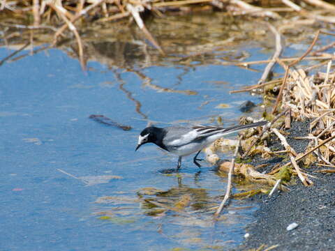 Image of Motacilla alba personata Gould 1861