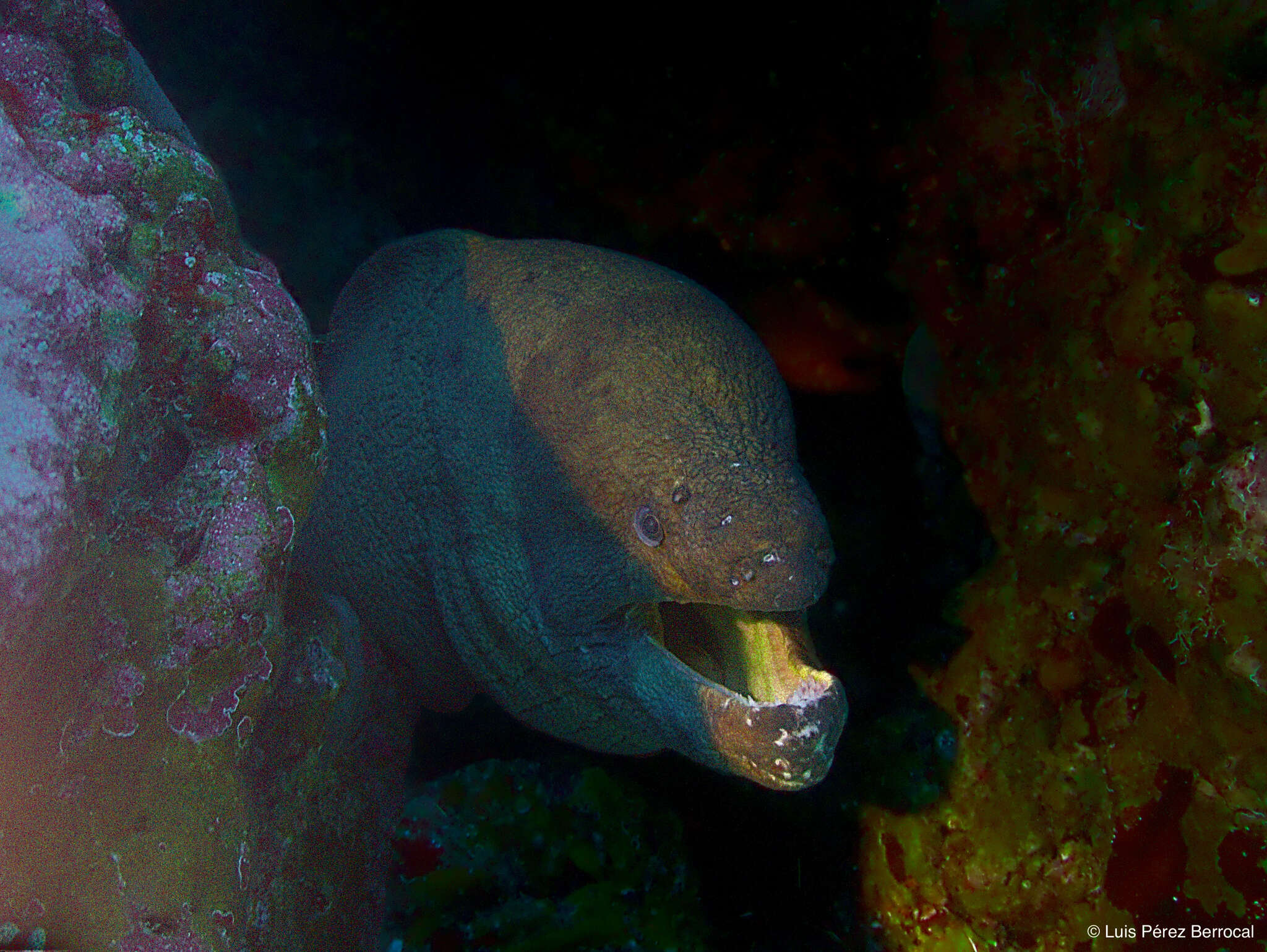 Image of Brown Moray