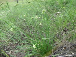 Image of Allium stellerianum Willd.