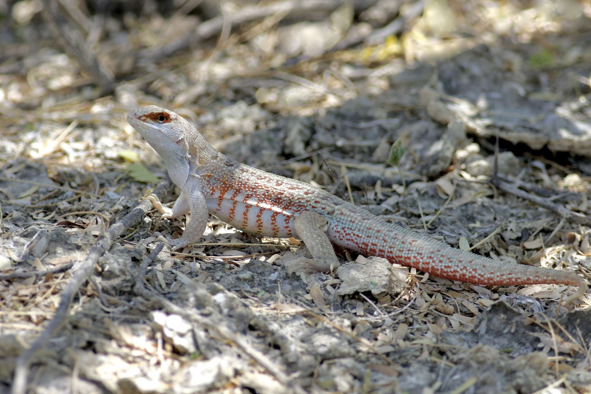 Image of Red-sided Curly-tailed Lizard