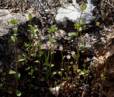 Image of Campanula erinus L.