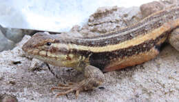 Image of Sceloporus variabilis olloporus Smith 1937