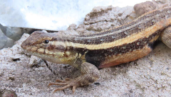 Image of Sceloporus variabilis olloporus Smith 1937