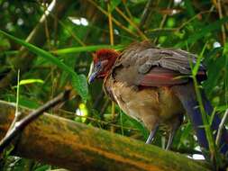 Image of Rufous-headed Chachalaca