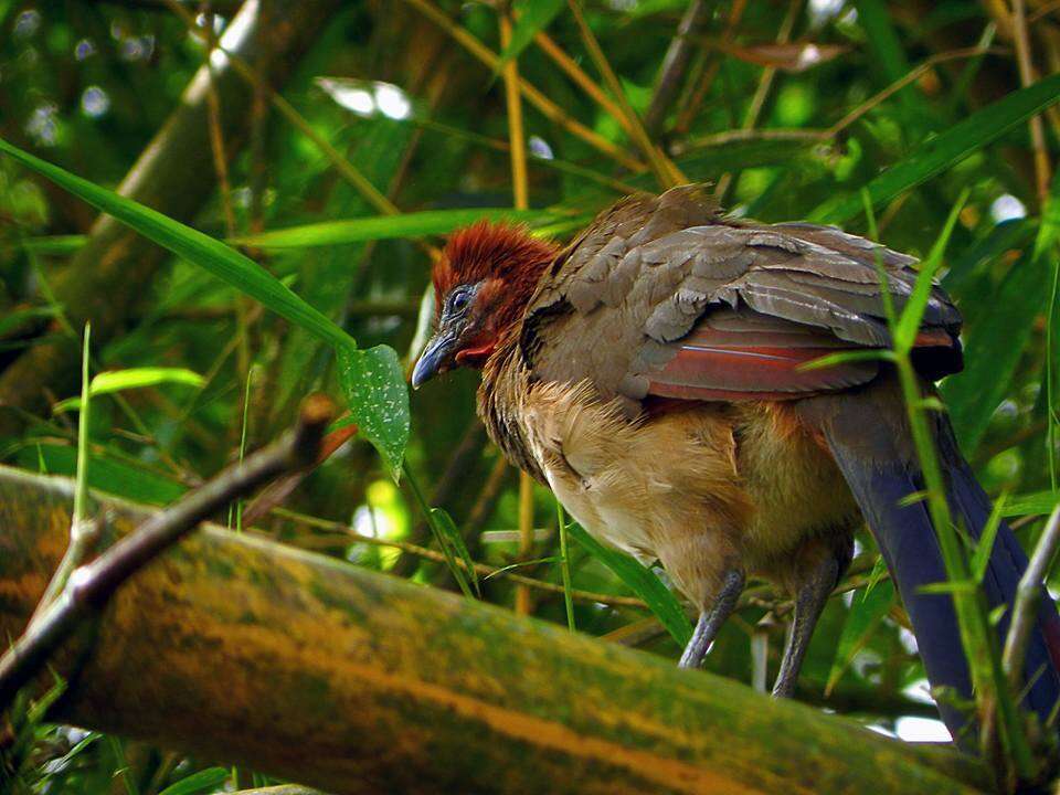 Image of Rufous-headed Chachalaca