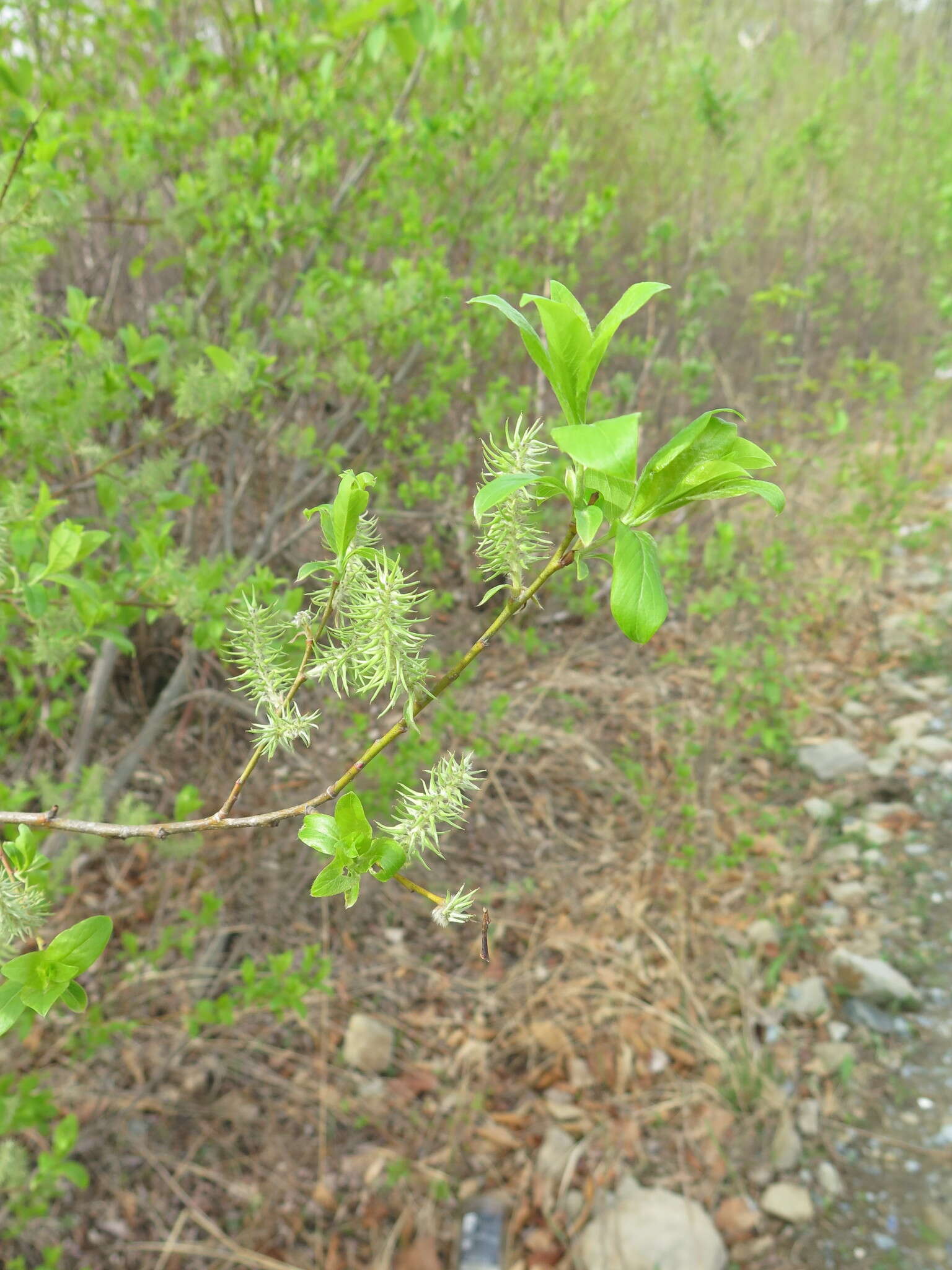 Image of Salix taraikensis Kimura