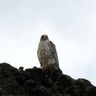 Image of Gyr Falcon