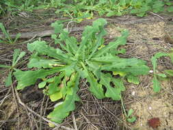 Image of Launaea sarmentosa (Willd.) Sch. Bip. ex Kuntze