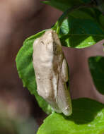 Image of Arum lily frog