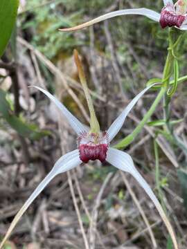 Image of Exotic spider orchid