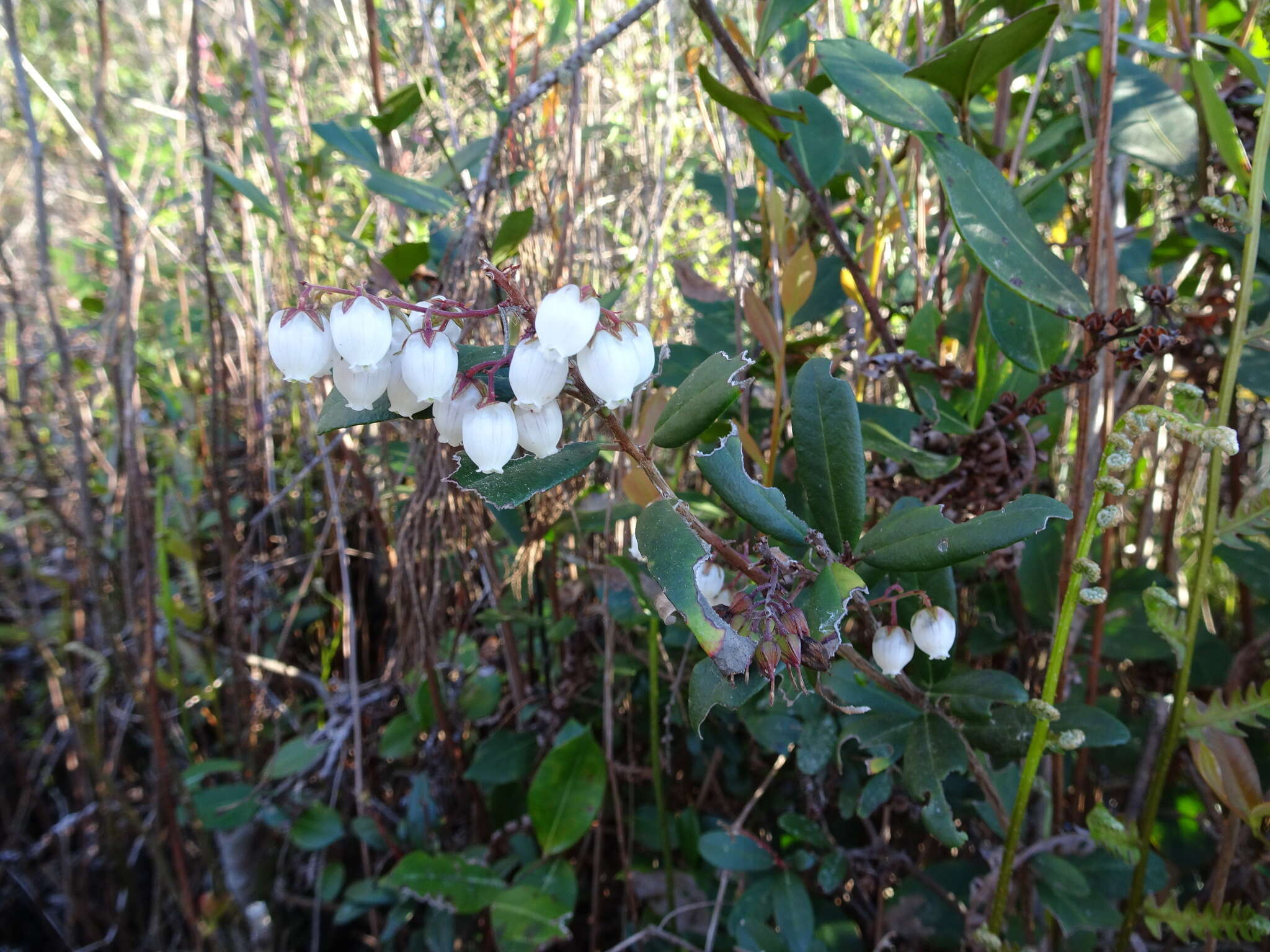 Image of Climbing Fetterbush