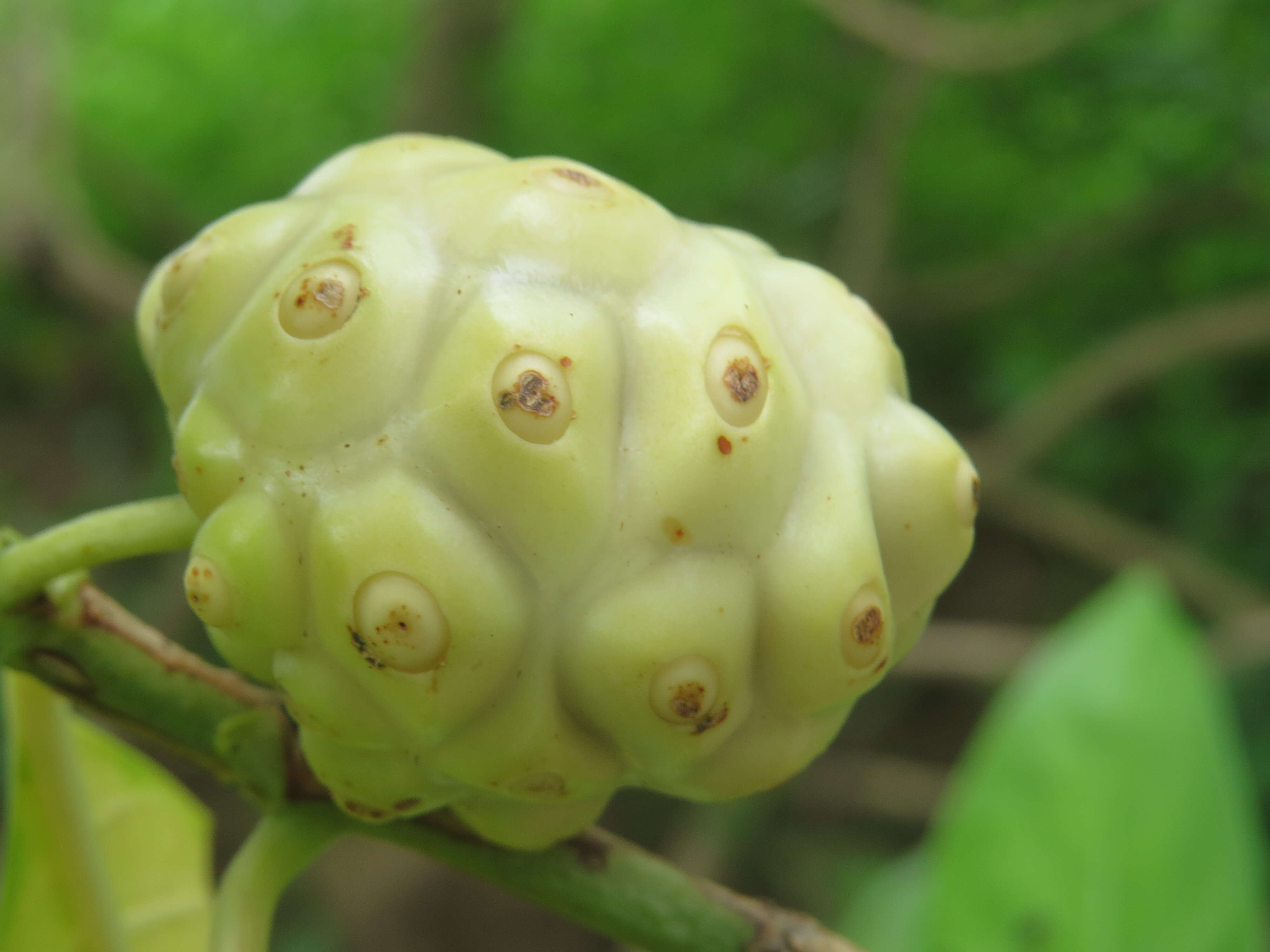 Image of Indian mulberry