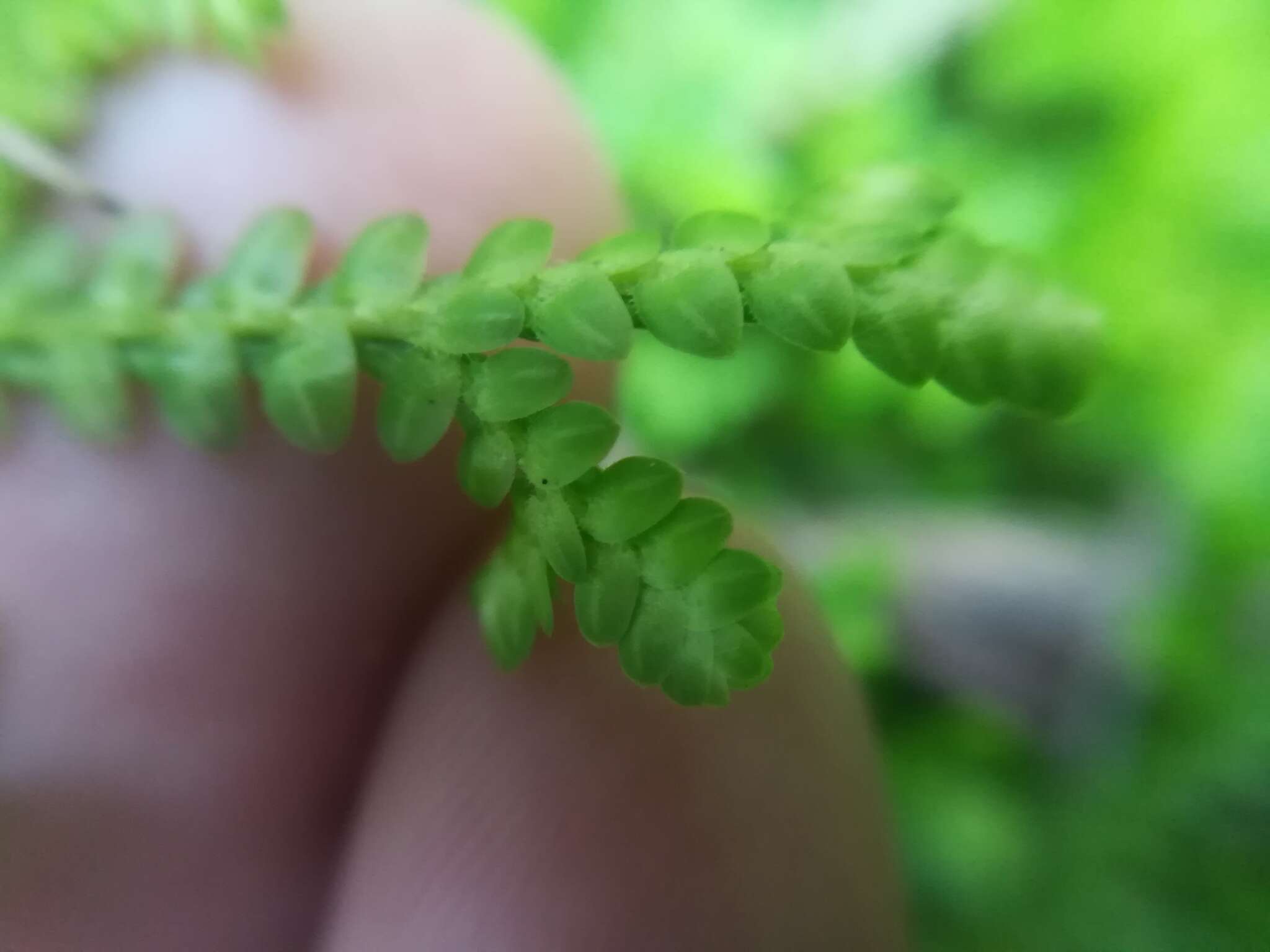 Image of Selaginella delicatissima Linden