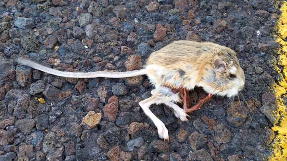 Image of Ord's Kangaroo Rat