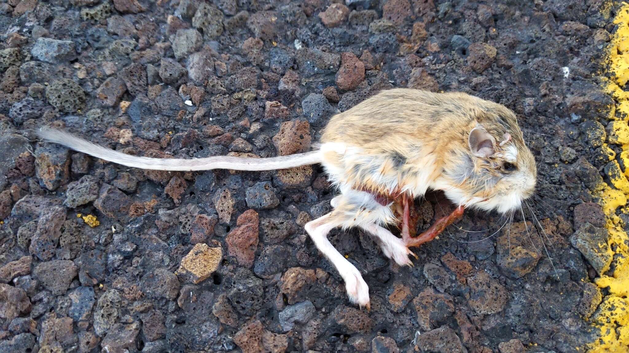 Image of Ord's Kangaroo Rat