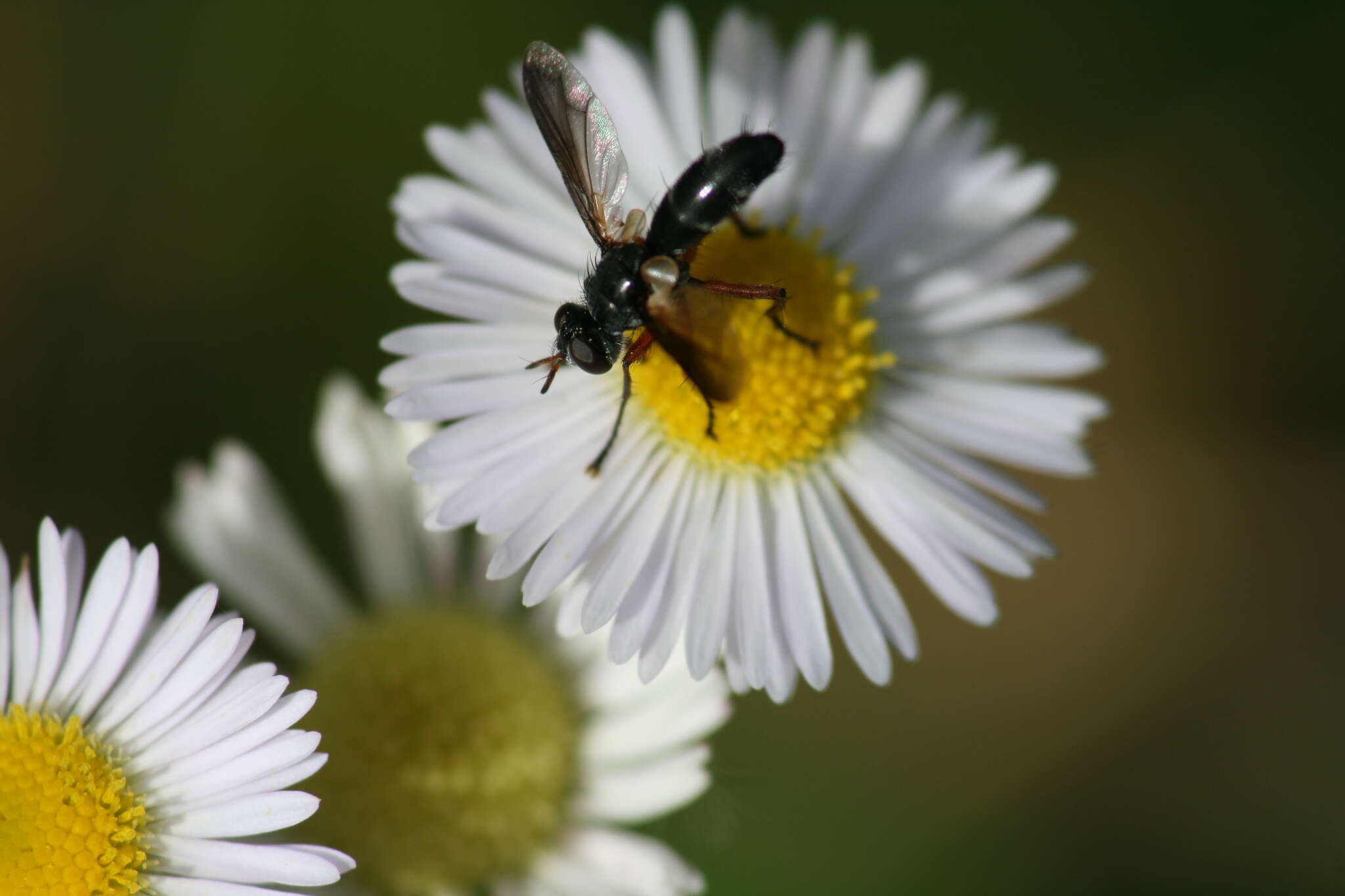 Image of Cylindromyia rufipes (Meigen 1824)