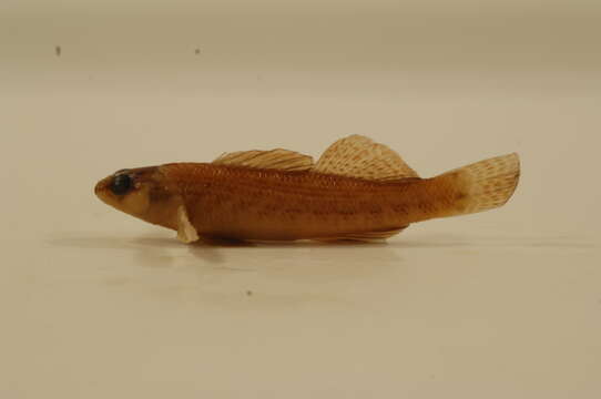 Imagem de Etheostoma hopkinsi (Fowler 1945)