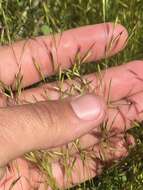 Image of annual hairgrass