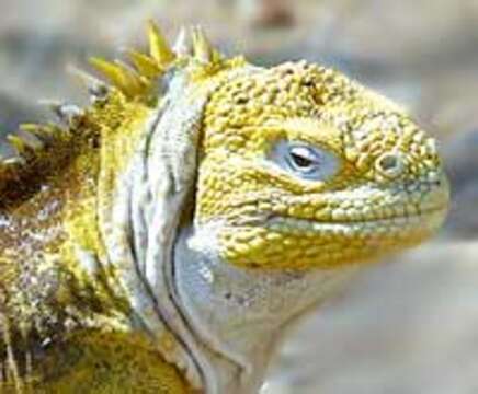 Image of Galapagos Land Iguana