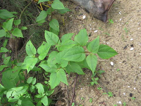 Image de Wollastonia biflora (L.) DC.