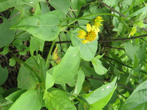 Image de Wollastonia biflora (L.) DC.