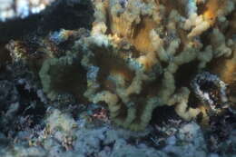 Image of Common lettuce coral