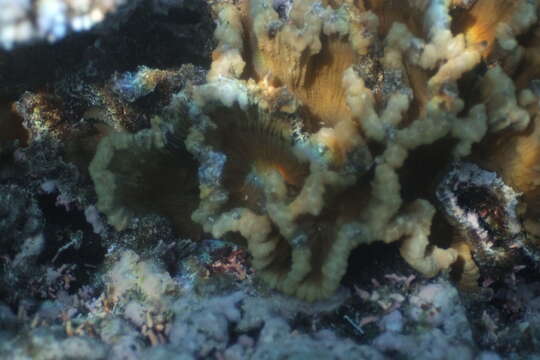 Image of Common lettuce coral