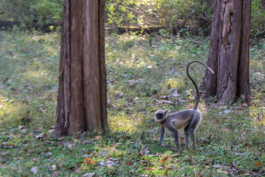 صورة Semnopithecus hypoleucos Blyth 1841