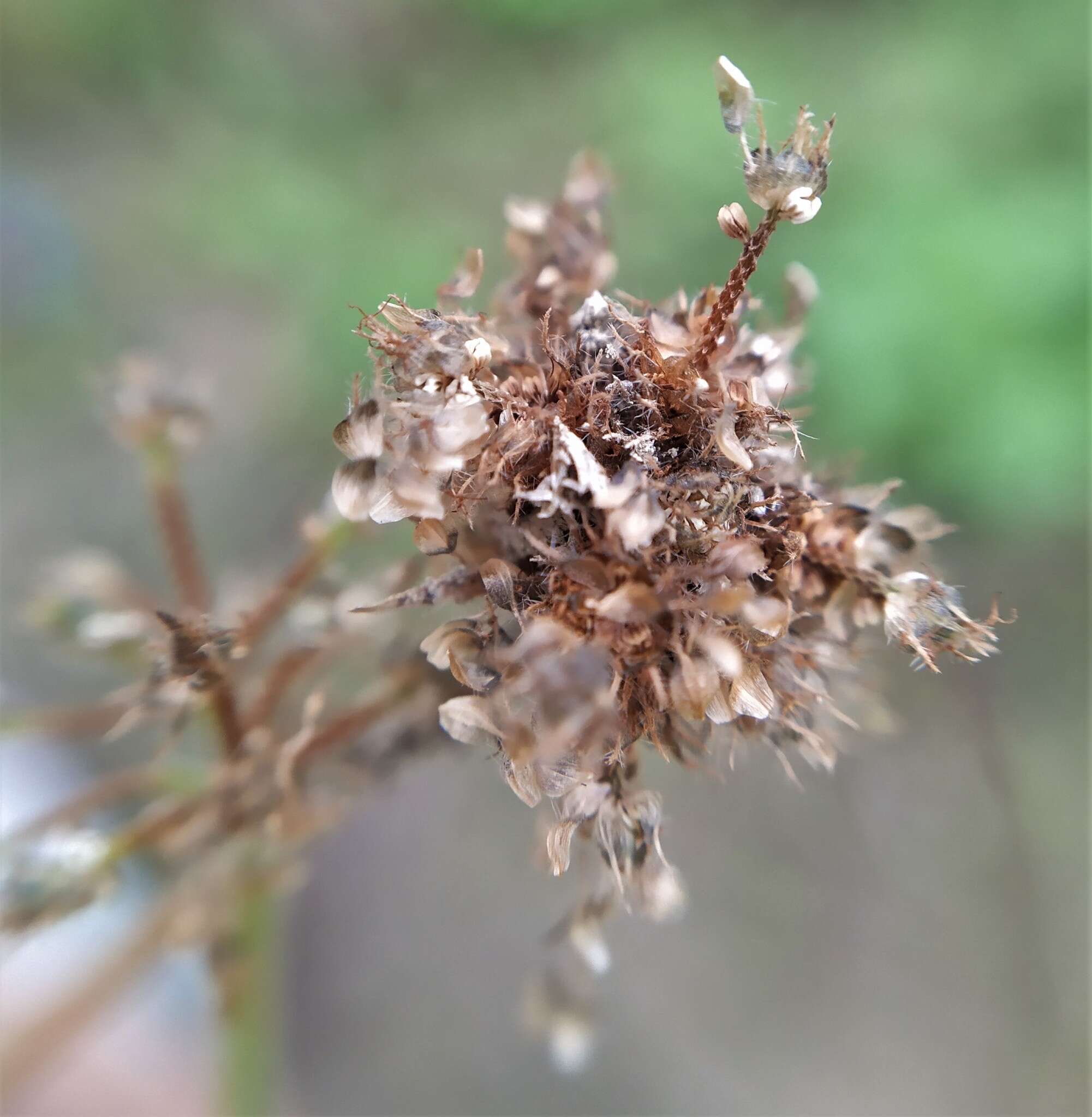 Image of Fuirena ciliaris (L.) Roxb.