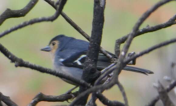 Image of Fringilla coelebs canariensis Vieillot 1817