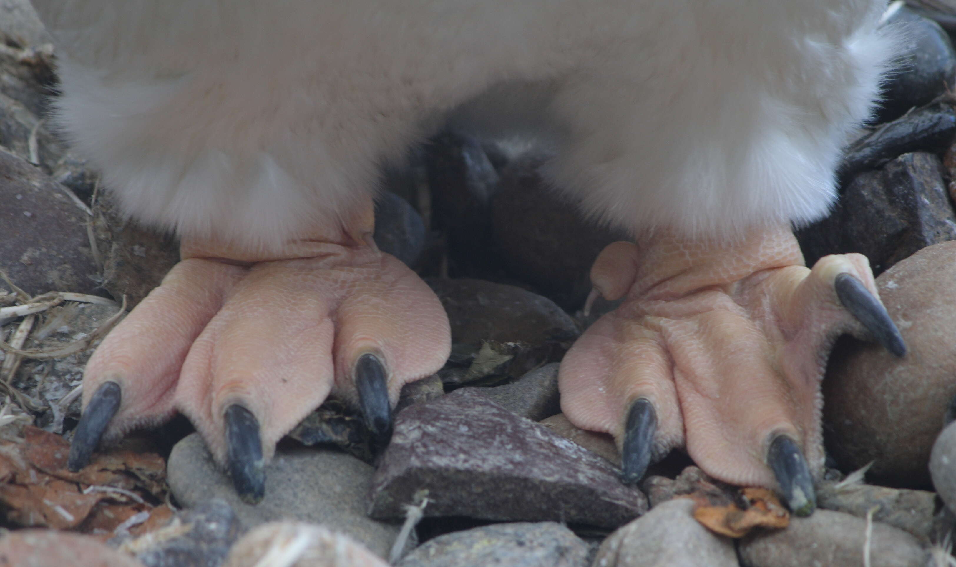 Image of Gentoo Penguin