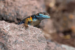 Image de Sceloporus aureolus Smith 1942