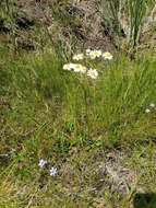 Image de Erigeron vernus (L.) Torr. & A. Gray