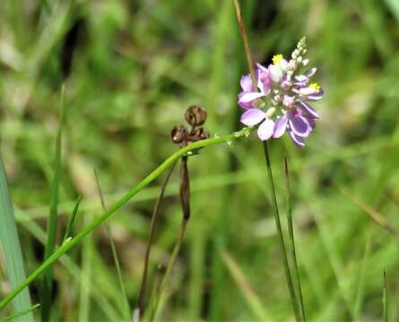 Imagem de Polygala chapmanii Torr. & Gray