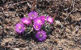 Image of Aloinopsis spathulata (Thunb.) L. Bol.