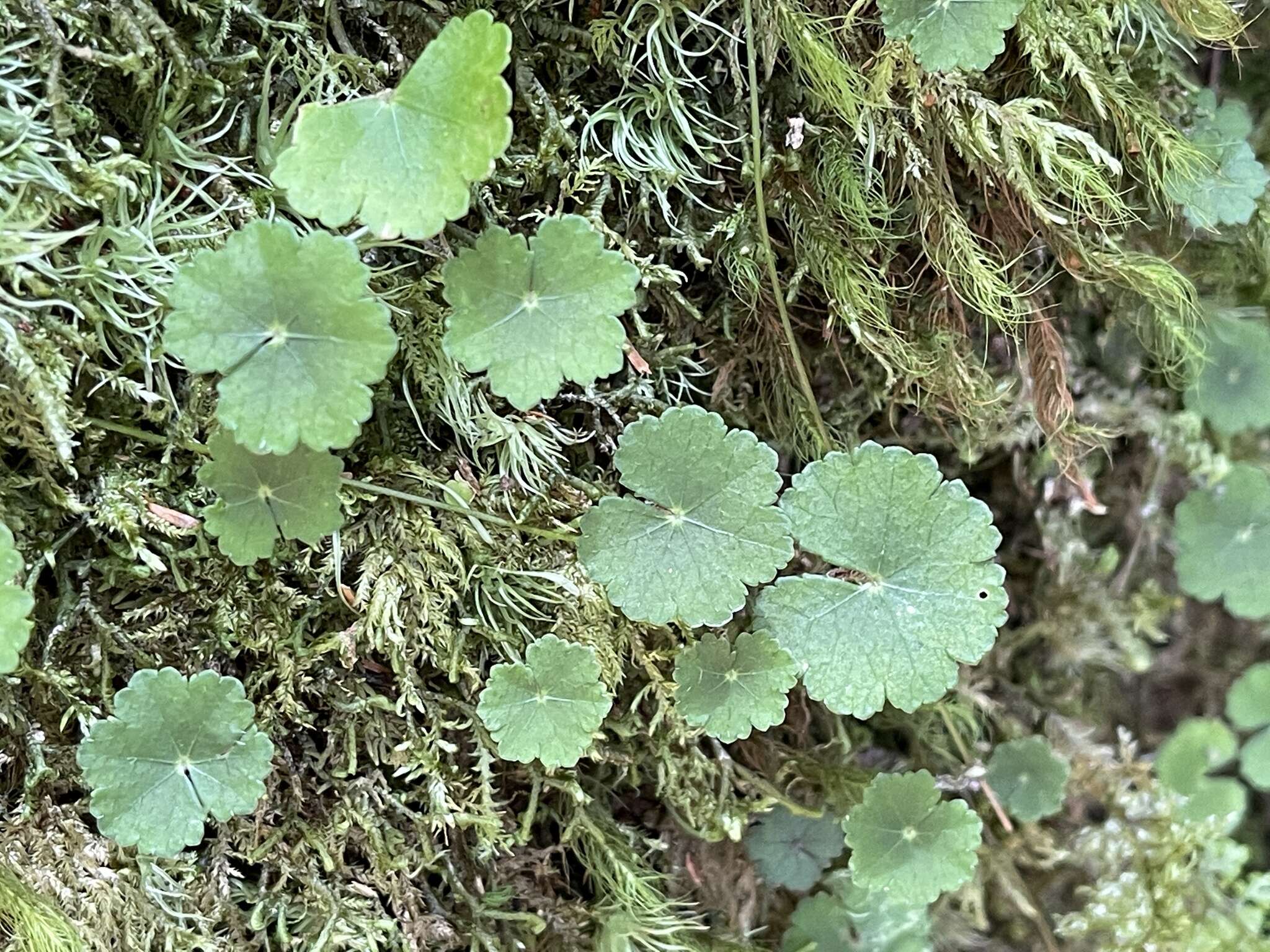 Imagem de Hydrocotyle nepalensis Hook.