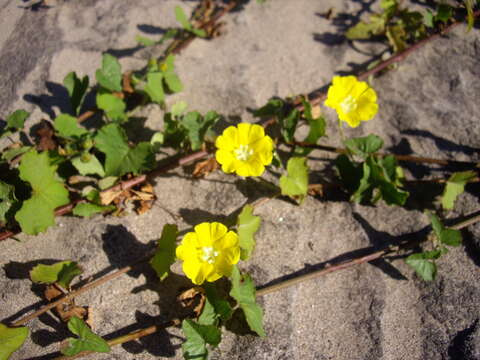 Image of Merremia hederacea (Burm. fil.) Hall. fil.