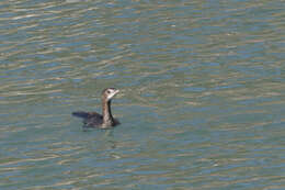 Image of Pygmy Cormorant