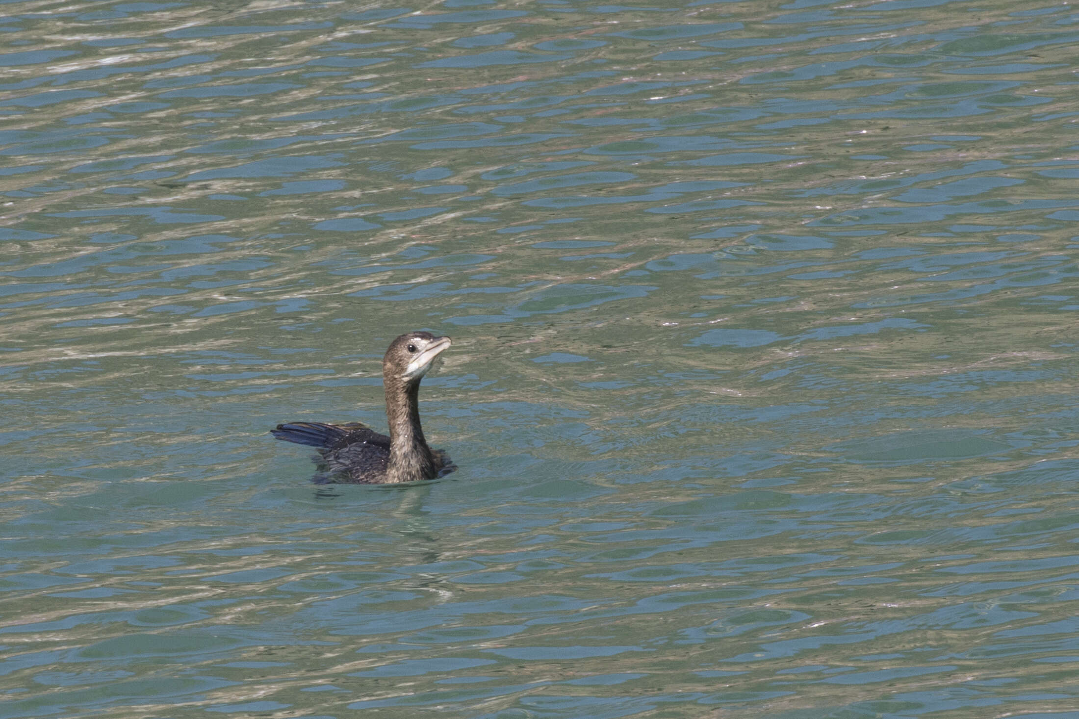 Image of Pygmy Cormorant