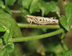 Слика од Melanoplus cameronis Roberts & H. R. 1947