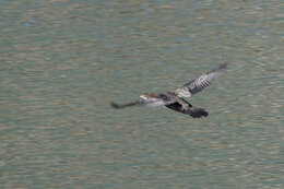 Image of Pygmy Cormorant