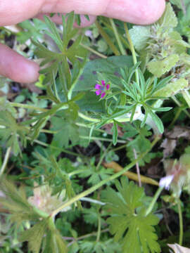 Plancia ëd Geranium dissectum L.